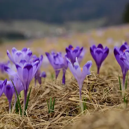 Priehrada Imrikfalva