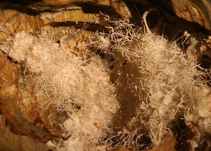 Priehrada Hotel Dedinky